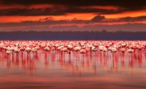 きっかけは「風に立つライオン」アフリカに魅了された大学1年生。