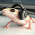 Gecko Boye thumbnail
