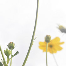 So Far, So Close cover art