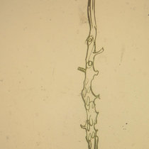 Nothing Under A Microscope cover art