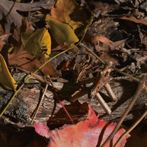 White Ditties cover art