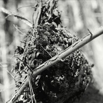 Nature Mystic cover art