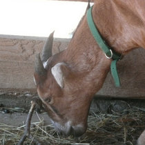 THE GAS BILL EP cover art