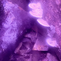 Growth in the Shadows cover art