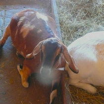 TANNENBAUM cover art