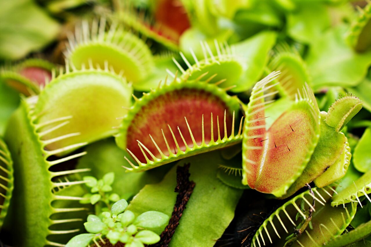 Closeup,venus,flytrap,,insectivorous,plants,,low,giant,,dionaea,muscipula,,needle Like Teeth