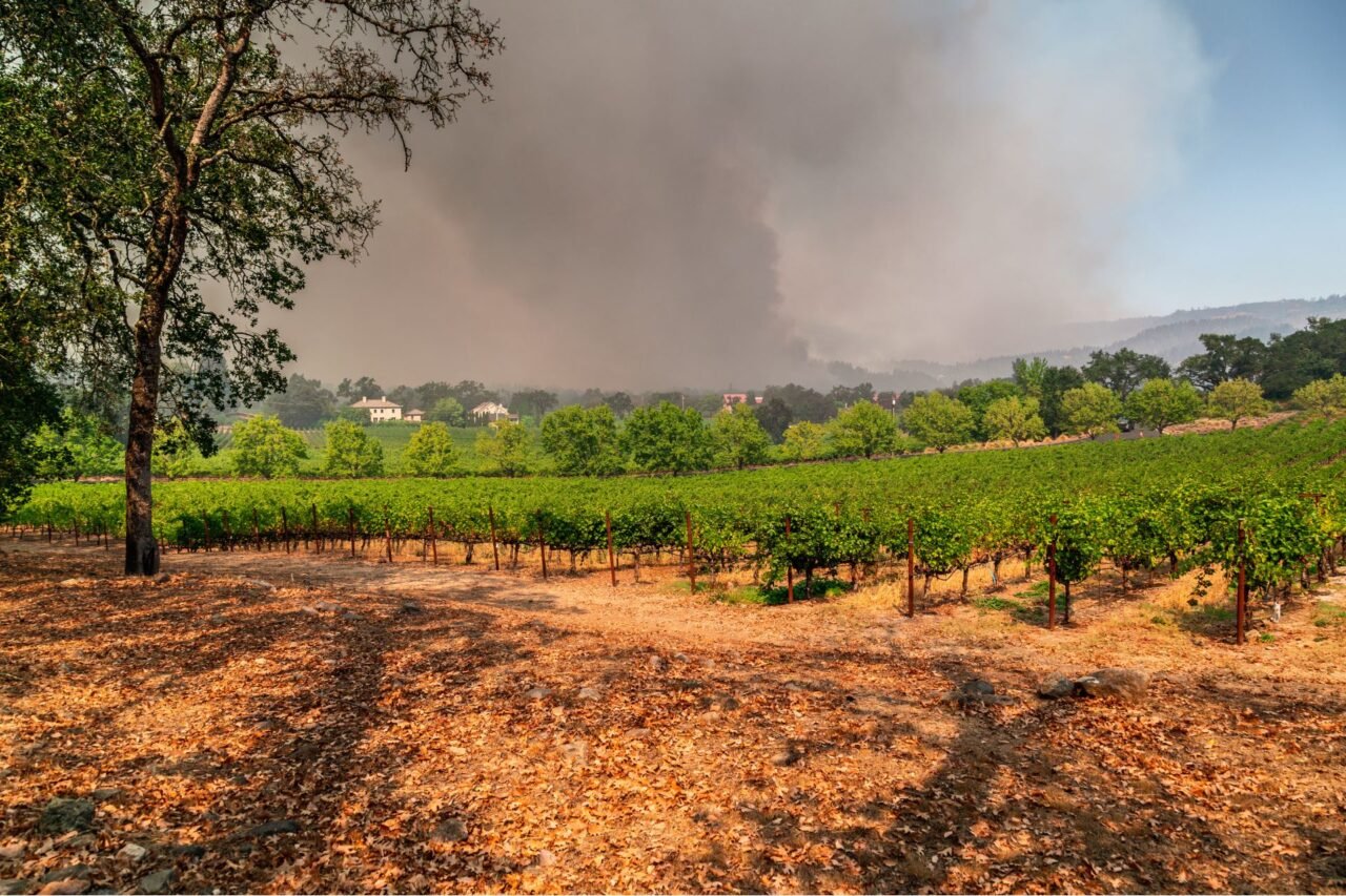 A cloud of wildfire smoke rises behind a vineyard in Napa Valley