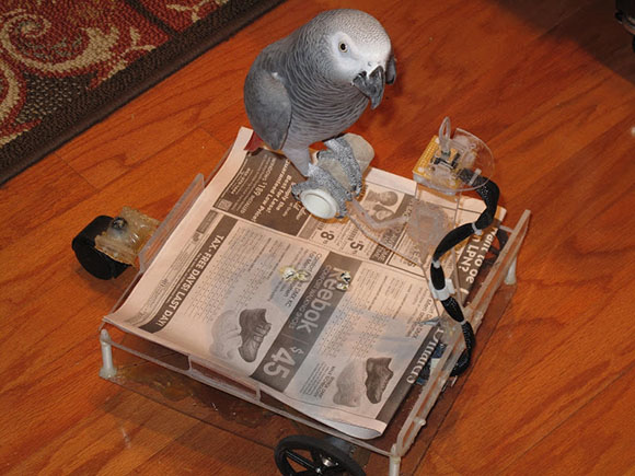 bird