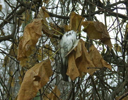 dead cuckoo