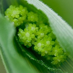 False Solomon's Seal by Jennifer Schlick