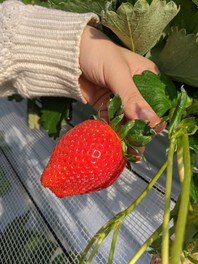 苺の時間 ひるま農園 いちご狩り