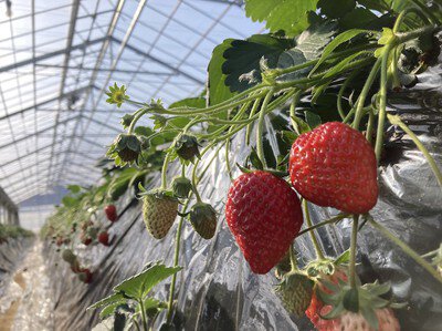 八木原農園 いちご狩り