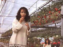 渥美観光 マルタケ園 いちご狩り