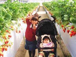 苺や本舗 いちご狩り