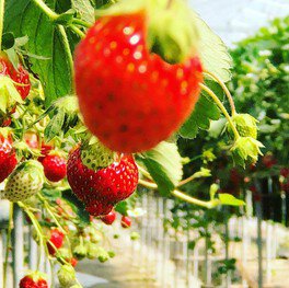 あぐり丹波3Dいちご園 いちご狩り