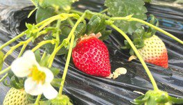 八木観光農園 いちご狩り