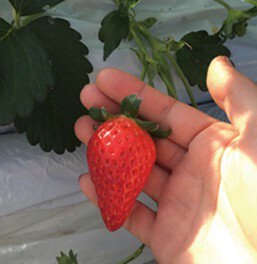 エーアイファーム いちご狩り