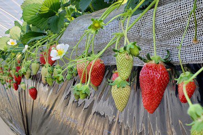 いちごBOX いちご狩り