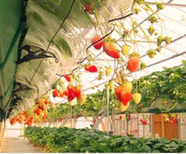 白浜いちご狩りセンター いちご狩り