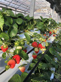 BERRY HOUSE(ベリーハウス) いちご狩り