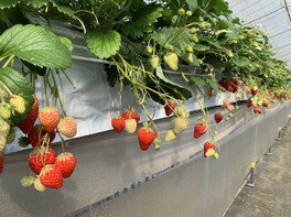 川戸ファーム いちご狩り