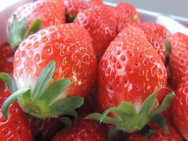 オクタファーム いちご狩り