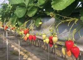 向後いちご園 いちご狩り