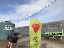 ストロベリーファーム・ソービー いちご狩り