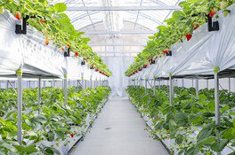 ストロベリーパーク みふね いちご狩り