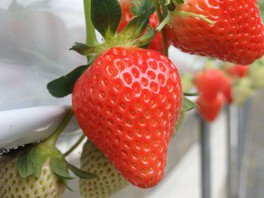 日隈いちご園 いちご狩り