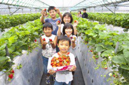 ドームいちご園 いちご狩り