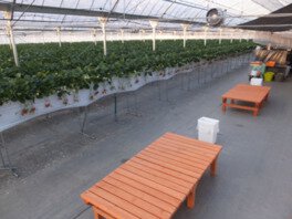 苺香 いちご狩り