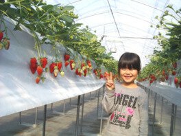 うめこう桃梨苺園 いちご狩り