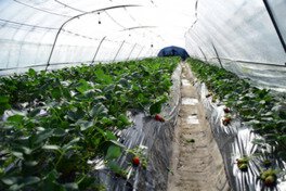 観光いちご狩り二郎地区 いちご狩り