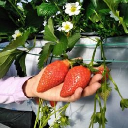 郊外田園クラブ ストロベリーノ下田 いちご狩り