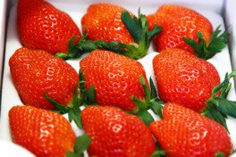 和銅農園 いちご狩り