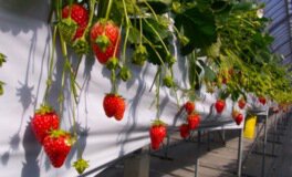 タニカワ農園 いちご狩り