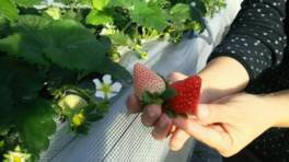 高田いちご園 いちご狩り