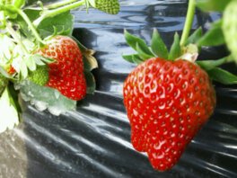 近藤いちご園 いちご狩り