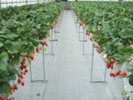 市野園芸 いちご狩り