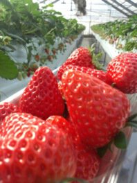 らんらん いちご園 いちご狩り