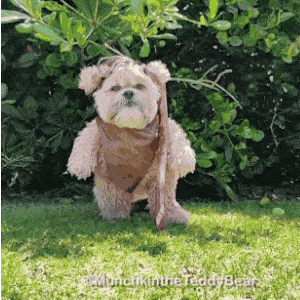 Best Dog Ewok GIFs | Gfycat