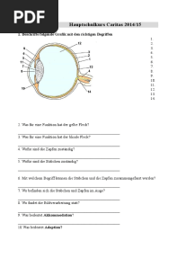 Test Biologie Das Auge