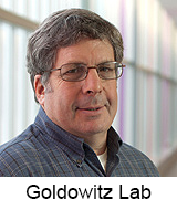 Goldowitz Lab