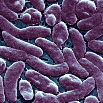 After the Flood, the Flesh-Eating Bacteria