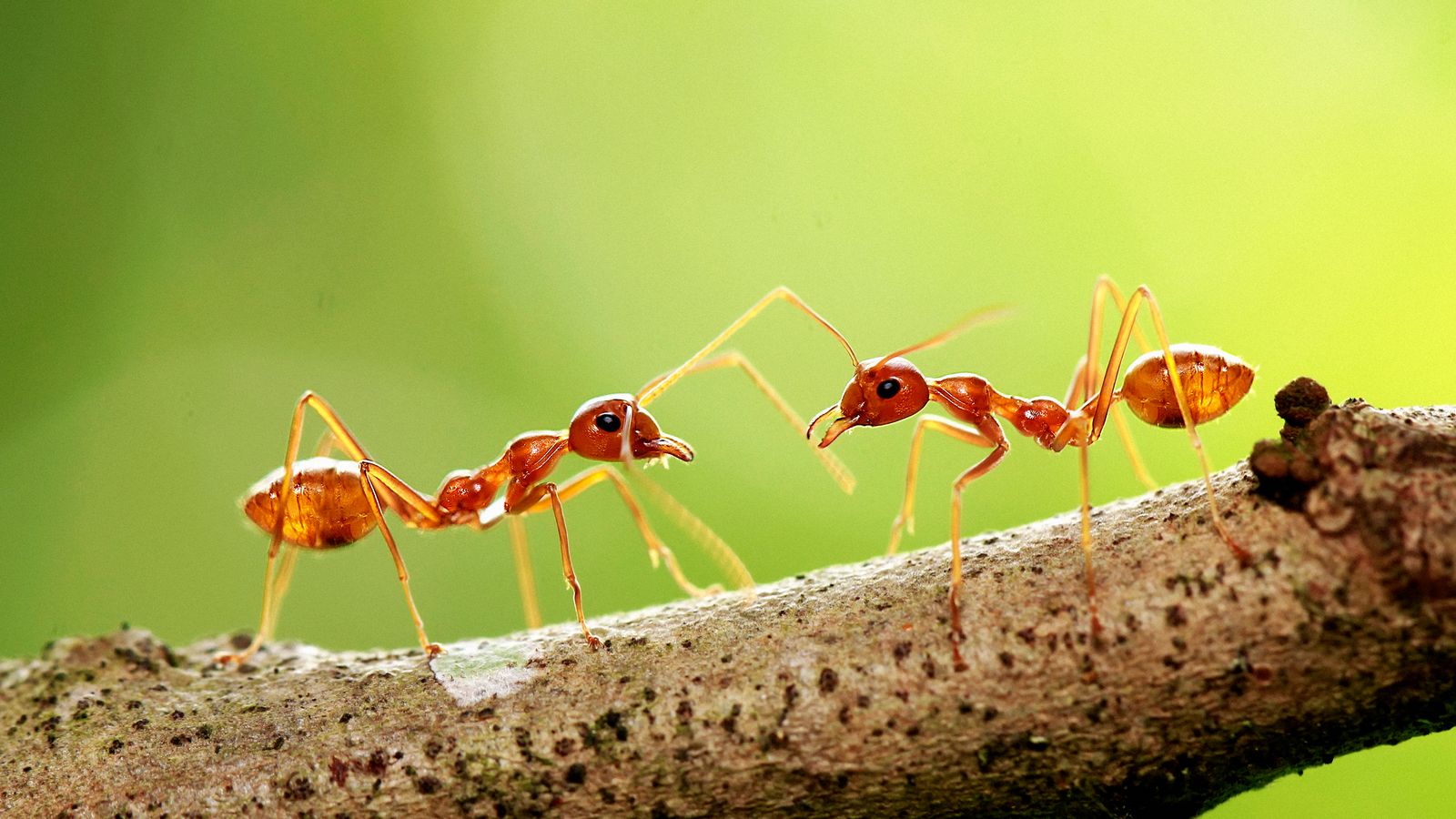 Government Staffing Cuts Have Fueled an Ant-Smuggling Boom