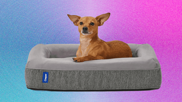 Our Favorite Dog Beds to Keep Your Canines Comfy