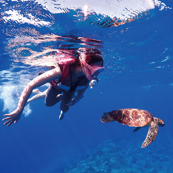 거북이 호핑투어