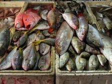 进境冰鲜水产品指定监管场地——这些知识你知道吗?