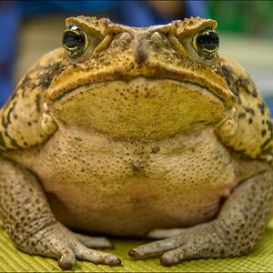 studentnathanlukes avatar